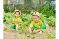 TRẢI NGHIỆM LÀM BÁC NÔNG DÂN THU HOẠCH CỦ CẢI